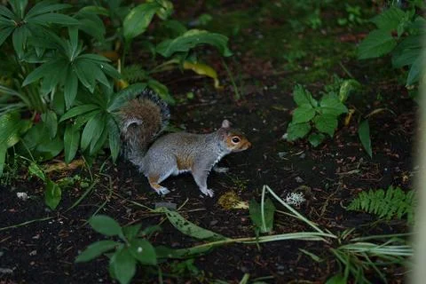 Eastern gray squirrel  Stock Photos