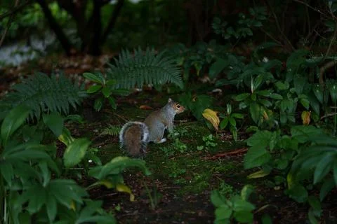 Eastern gray squirrel  Stock Photos