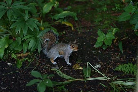 Eastern gray squirrel  Stock Photos