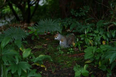 Eastern gray squirrel  Stock Photos