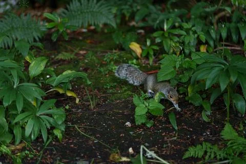 Eastern gray squirrel  Stock Photos