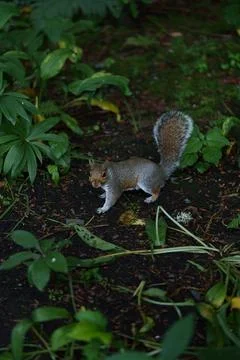 Eastern gray squirrel  Stock Photos