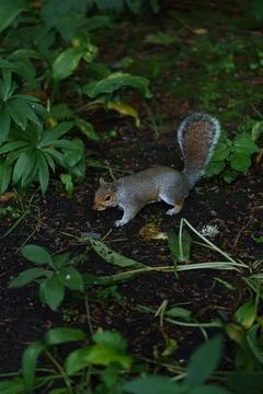 Eastern gray squirrel  Stock Photos