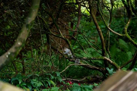 Eastern gray squirrel Stock Photos