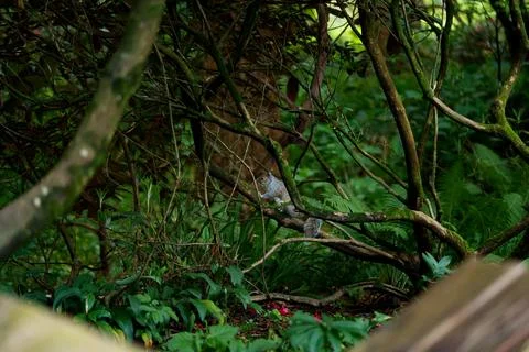Eastern gray squirrel Stock Photos
