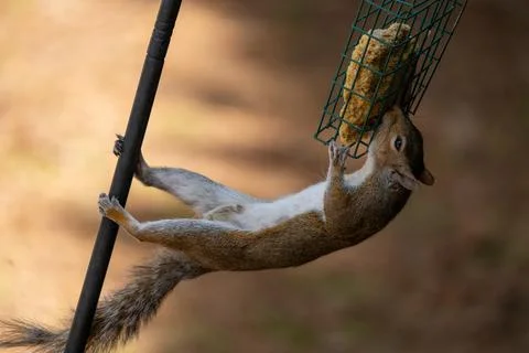 Eastern Gray Squirrel Foto stock