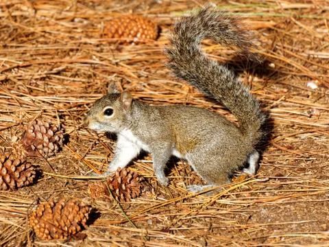 Eastern Gray Squirrel Pine Needles and Cones Stock Photos