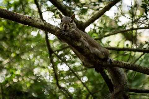 Eastern Gray Squirrel Resting on Tree Branch Florida Wildlife Stock Photos