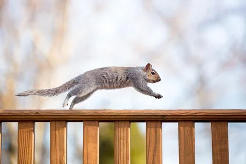 An Eastern Gray Squirrel running along a deck railing Stock Photos