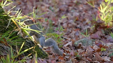 Eastern gray squirrel (Sciurus carolinensis) looks at camera and runs away Stock Footage 165841884