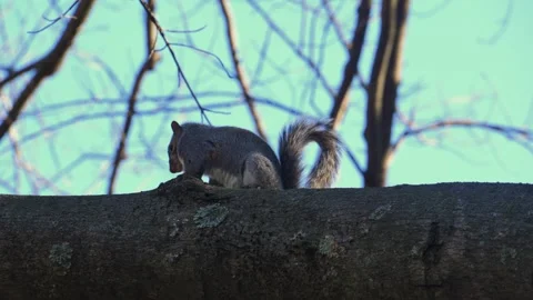 Eastern gray squirrel (Sciurus carolinensis), characterized by its grayish-.. Stock Footage 337244762
