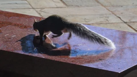 Eastern gray squirrel (Sciurus carolinensis) Stock Footage 337244773