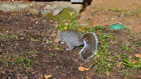 Eastern gray squirrel (Sciurus carolinensis) Stock Footage 337244843