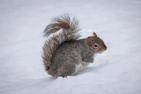 Eastern Gray Squirrel (Sciurus carolinensis) in the snow Stock Photos