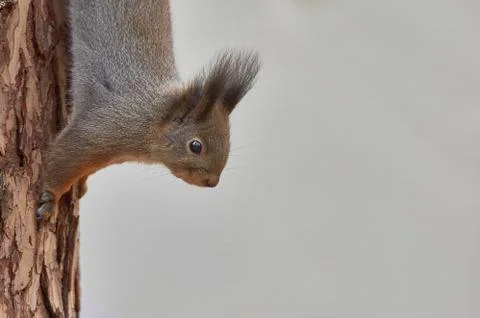 Eastern Gray Squirrel (Sciurus carolinensis) climb down the trunk of a pine t Stock Photos