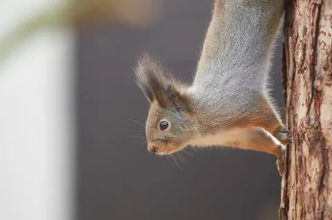 Eastern Gray Squirrel (Sciurus carolinensis) portrait. Squirrel climb the tru Stock Photos