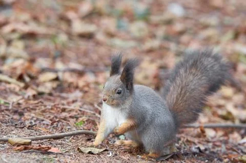 Eastern Gray Squirrel (Sciurus carolinensis) portrait searching for food. Wil Stock Photos