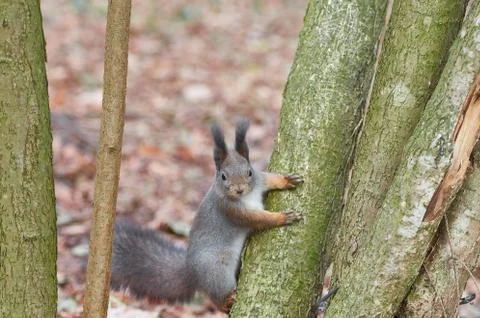 Eastern Gray Squirrel (Sciurus carolinensis) on the trunk of a mossy tree. Wi Stock Photos