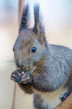 Eastern gray squirrel (Sciurus carolinensis) eating on tree trunk. Selective Stock Photos