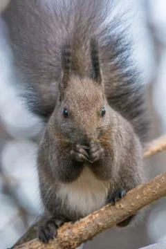 Eastern gray squirrel (Sciurus carolinensis) eating on tree trunk. Selective Stock Photos