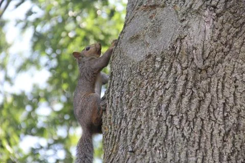 Eastern gray squirrel (Sciurus carolinensis) on a tree trunk Stock Photos