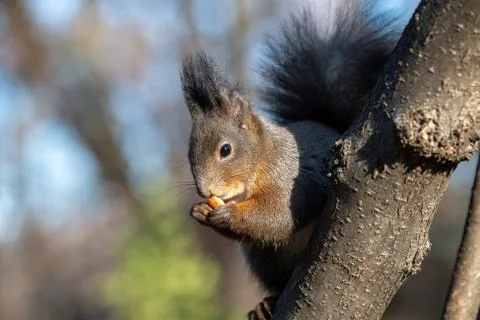 Eastern gray squirrel (Sciurus carolinensis) eating on tree trunk. Selective Stock Photos