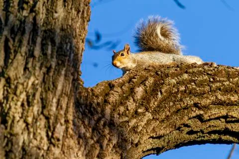 An eastern gray squirrel (Sciurus carolinensis) is lying low on a thick branch Stock Photos