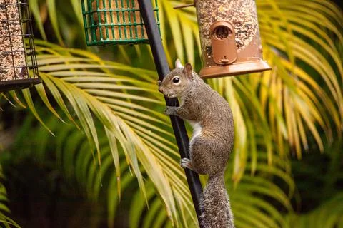 Eastern gray squirrel Sciurus carolinensis  hangs from a birdfeeder to eat bi Stock Photos