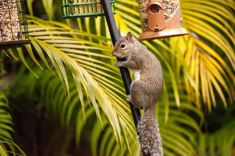 Eastern gray squirrel Sciurus carolinensis  hangs from a birdfeeder to eat bi 스톡 사진