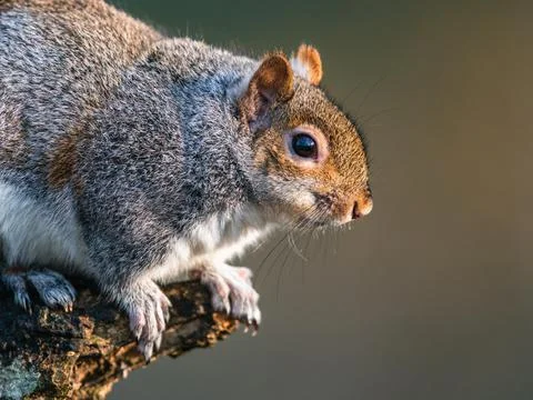 Eastern Gray Squirrel Sciurus carolinensis in environment Devon England United Stock Photos