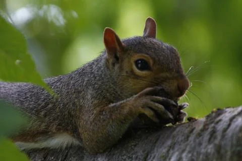 Eastern gray squirrel (Sciurus carolinensis) Eating an Acorn in a Tree Stock Photos