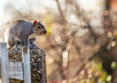 Eastern Gray Squirrel (Sciurus carolinensis) Outdoors Foto stock