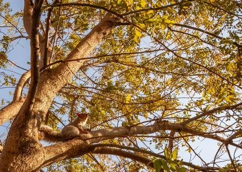 Eastern Gray Squirrel (Sciurus carolinensis) Outdoors 스톡 사진