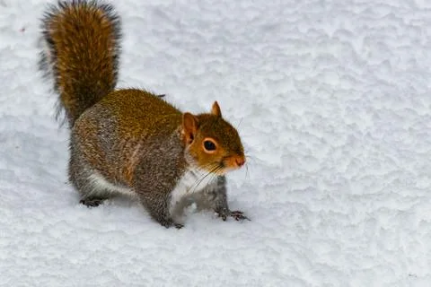 The eastern gray squirrel (Sciurus carolinensis), animal looking for food i.. Stock-Fotos