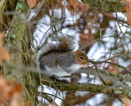 The eastern gray squirrel (Sciurus carolinensis), animal looking for food i.. Stock Photos