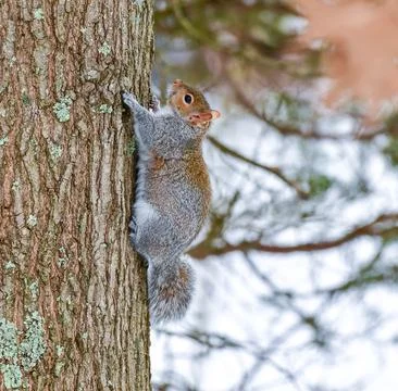 The eastern gray squirrel (Sciurus carolinensis), animal climbs the trunk o.. Foto stock