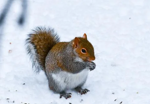 The eastern gray squirrel (Sciurus carolinensis), animal looking for food i.. 스톡 사진