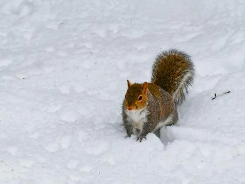 The eastern gray squirrel (Sciurus carolinensis), animal looking for food i.. Stock Photos