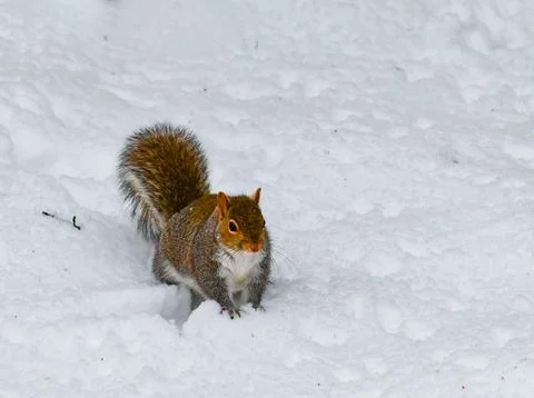 The eastern gray squirrel (Sciurus carolinensis), animal looking for food i.. Foto stock