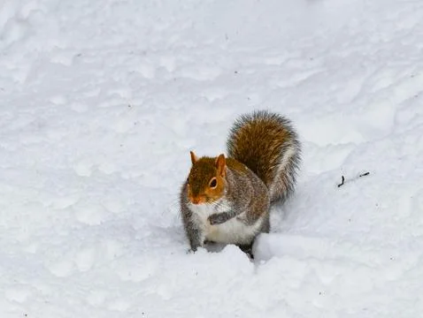 The eastern gray squirrel (Sciurus carolinensis), animal looking for food i.. Stock-Fotos