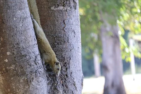 Eastern gray squirrel (Sciurus carolinensis) runs along a tree trunk in sea.. Stock Photos