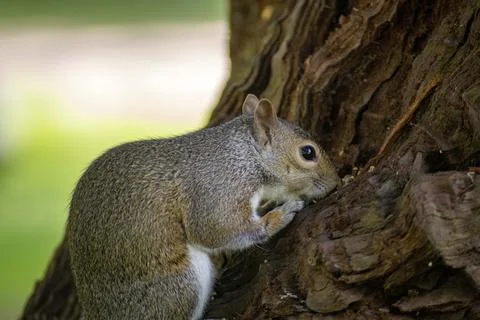The Eastern Gray Squirrel (Sciurus carolinensis). Stock Photos