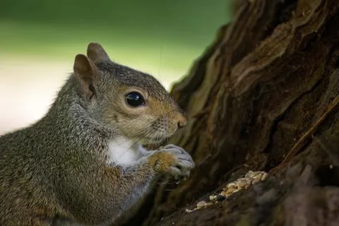 The Eastern Gray Squirrel (Sciurus carolinensis). Stock Photos