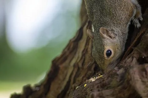 The Eastern Gray Squirrel (Sciurus carolinensis). Stock Photos