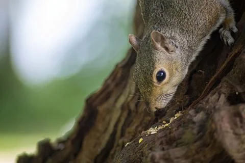 The Eastern Gray Squirrel (Sciurus carolinensis). Stock Photos