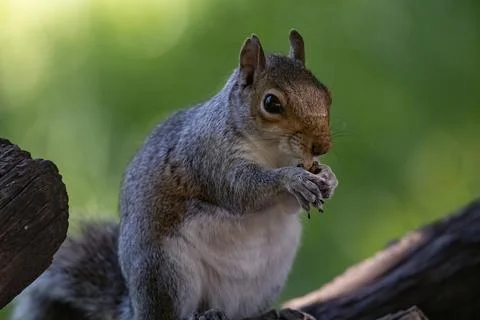 The Eastern Gray Squirrel (Sciurus carolinensis). Stock Photos