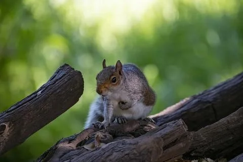 The Eastern Gray Squirrel (Sciurus carolinensis). Stock Photos