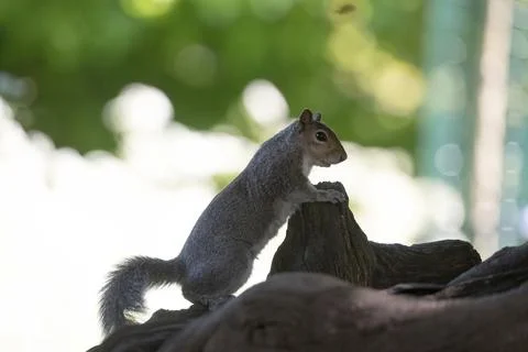 The Eastern Gray Squirrel (Sciurus carolinensis). Stock Photos
