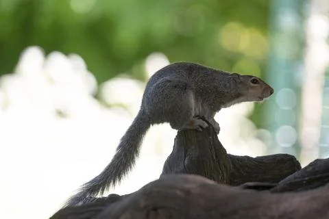 The Eastern Gray Squirrel (Sciurus carolinensis). Stock Photos
