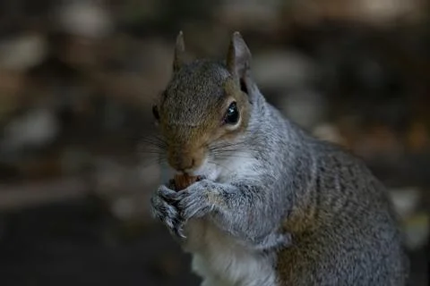 The Eastern Gray Squirrel (Sciurus carolinensis). Stock Photos